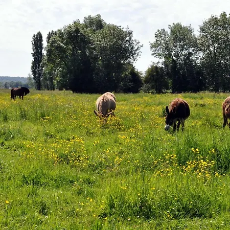 Les Mouettes - La Paix Du Bord De Seine * Berville-sur-Seine